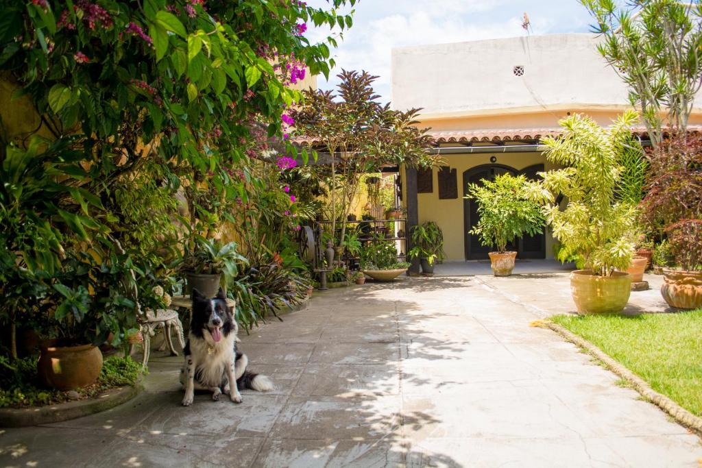 um cão sentado em frente a uma casa com plantas em Suíte no jardim - Praia dos Anjos em Arraial do Cabo