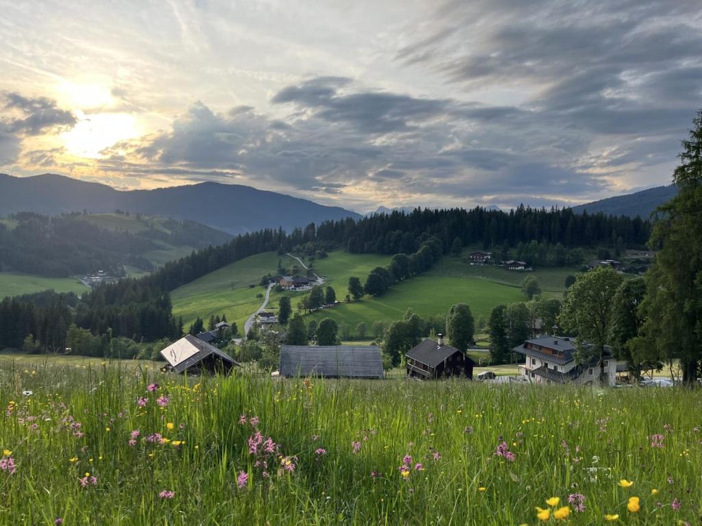 a field of flowers in a grassy field at Peterlehen Appartements in Altenmarkt im Pongau