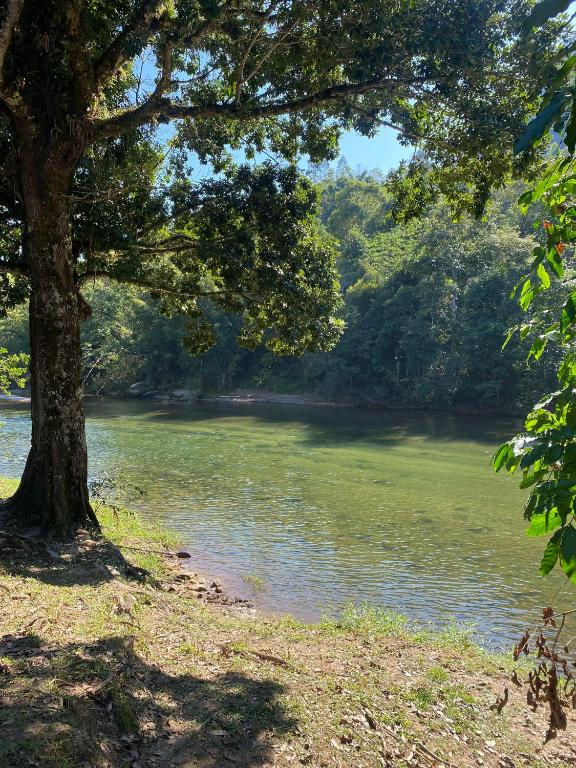a large tree next to a river with a tree at Raízes da Serra , Refúgio Beira-Rio no Baixo Sana in Córrego da Luz