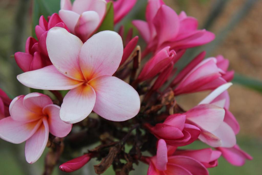  Hotel Boutique Frangipani