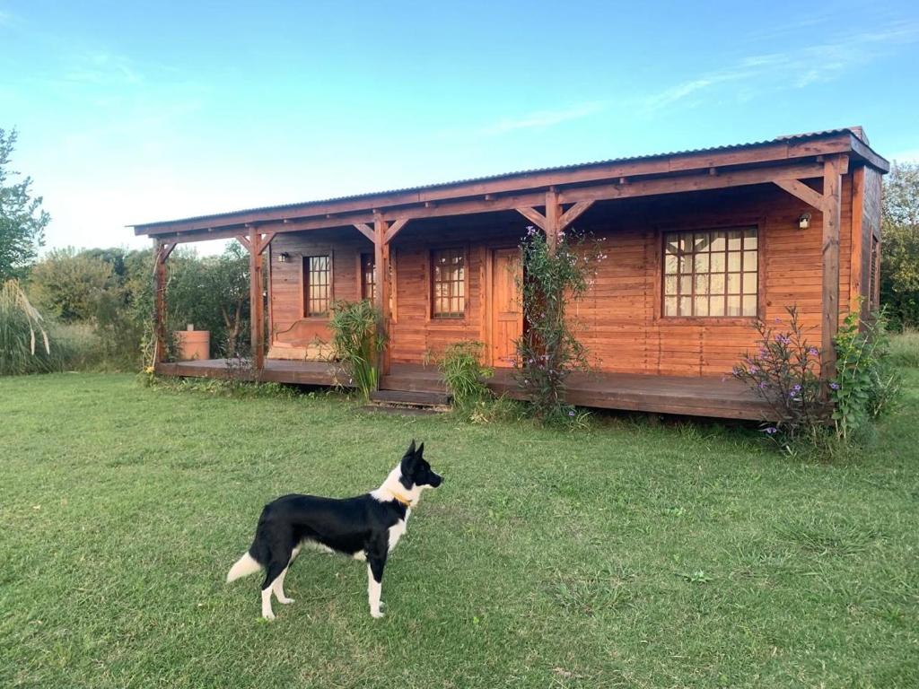 Un perro parado frente a una cabaña de troncos en La Presumida, en Baradero