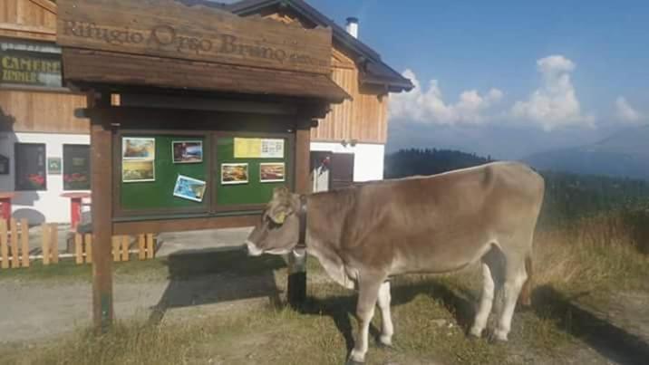 Zvířata v hotelu nebo okolí