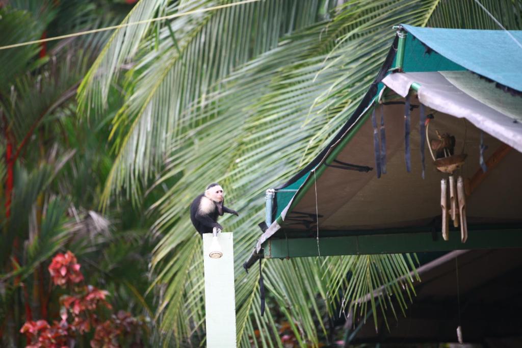 Fotografie z fotogalerie ubytování Rafiki Beach Camp v destinaci Matapalo