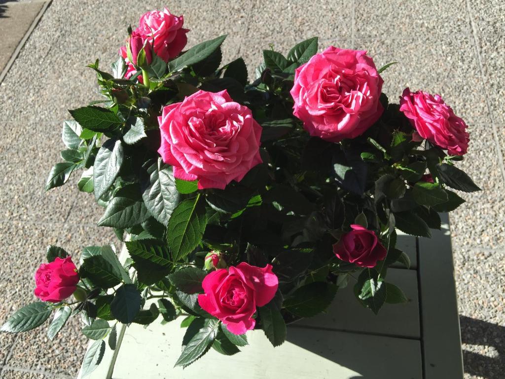 a bouquet of pink roses in a vase at Altja Villa Guesthouse in Vergi