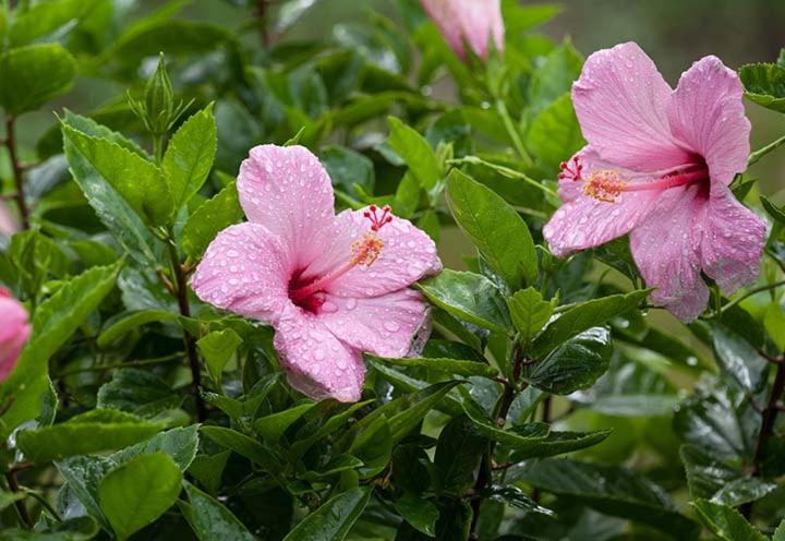 Hotel Kirpal Meditation Ecological Center, Pahoa, USA - Booking.com