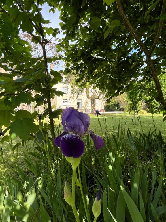 a purple flower is growing in the grass at La Demeure d'Euphrosine in Fresnay-sur-Sarthe