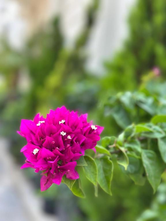 Ber Mai İnci Hotel Antalya - 16