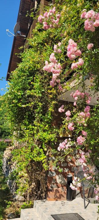 eine Wand voller rosa Rosen an einem Gebäude in der Unterkunft Casa Nadia in Voineasa