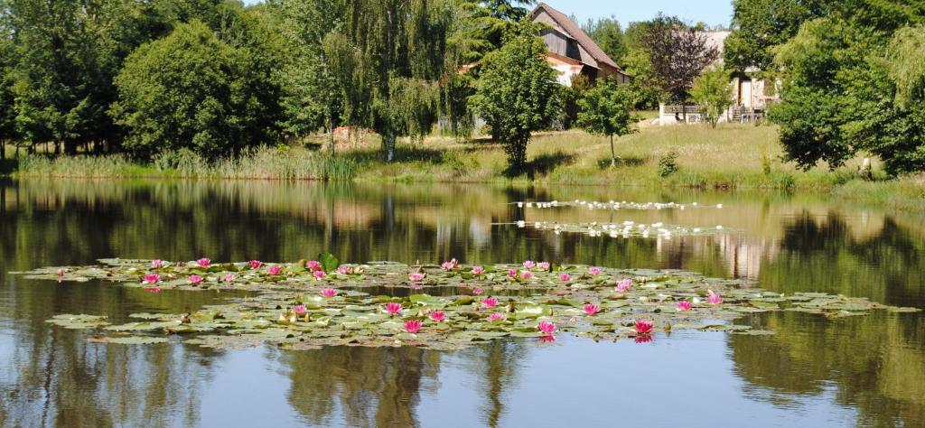 Ein Haufen Seerosenblätter im Wasser in der Unterkunft Liabaquet Gîtes in Sarlande