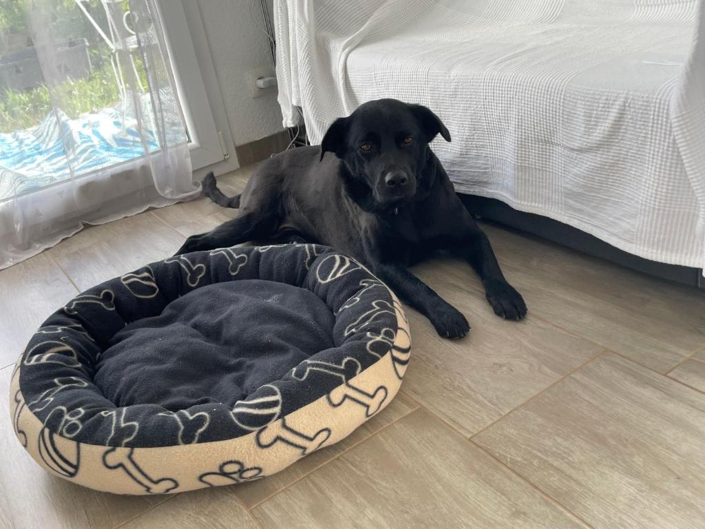 a black dog laying on the floor next to a bed at Ganzes Haus in Basel Leymen Tiere willkommen in Leymen