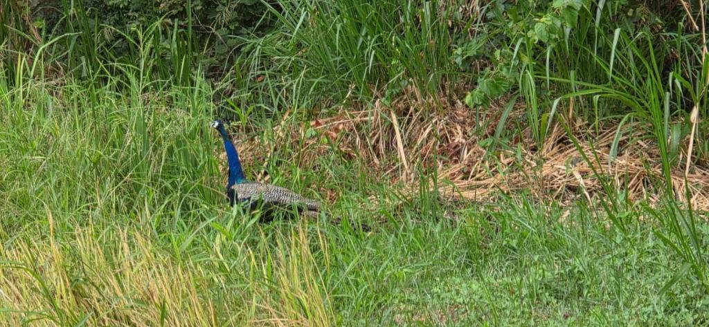 Maapagala Resort Sigiriya - 17