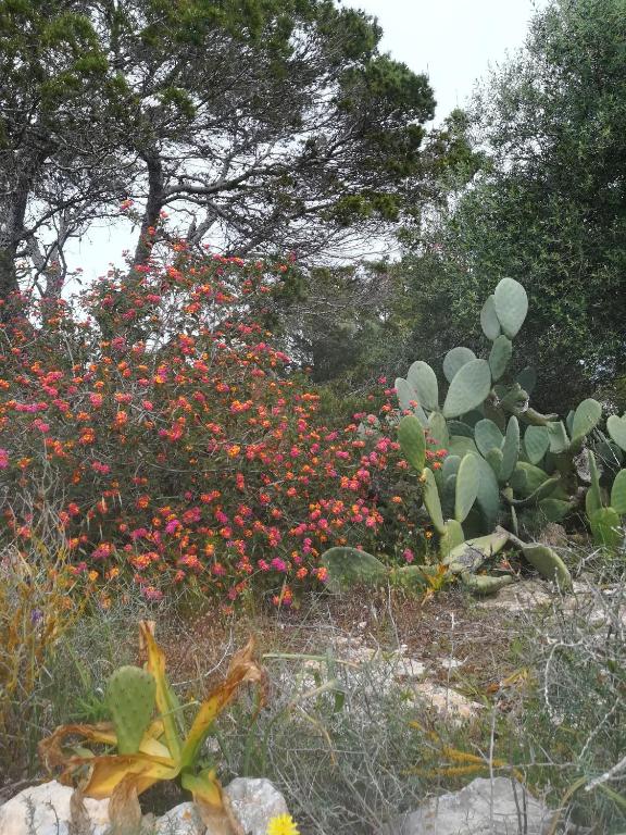 a garden with flowers and cacti and plants at Apartamento Illa Blanca in Es Pujols
