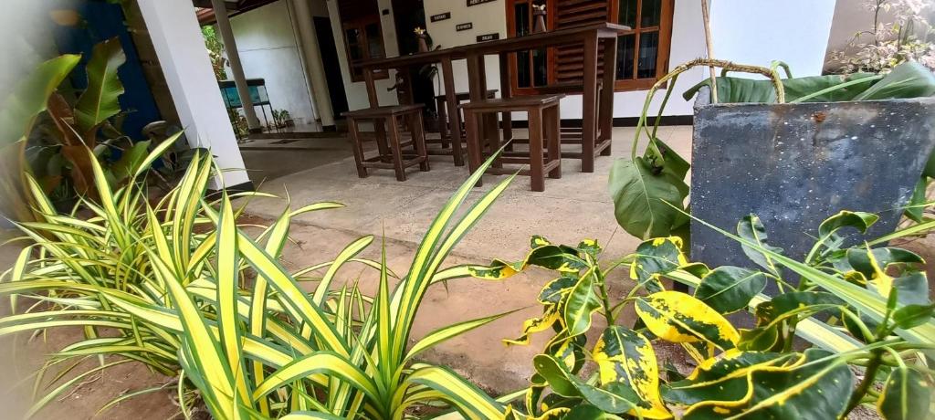 un grupo de plantas frente a un edificio en Eco home stay and safari, en Udawalawe