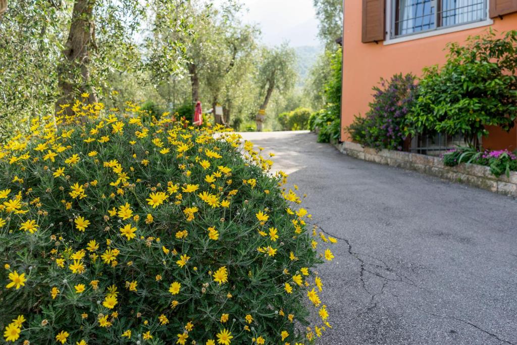 Vrt pred nastanitvijo Monja Camping Village