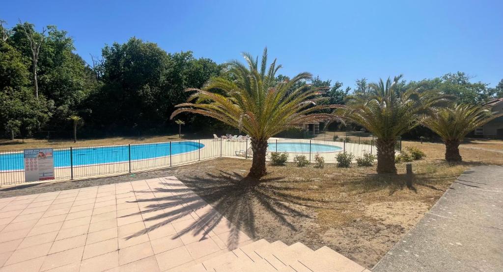 deux palmiers en face d'une piscine dans l'établissement Rêves d'Océan villa familiale calme bord de mer piscine partagée surf, à Soulac-sur-Mer