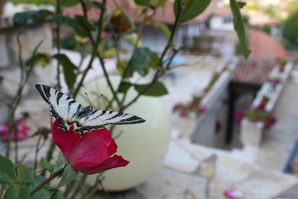Giardino di Hotel Vila Aleksander