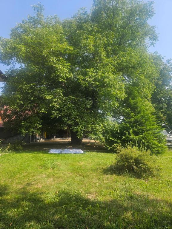 a large tree in the middle of a field at Pensiunea Dealul Leahului in Vicovu de Jos
