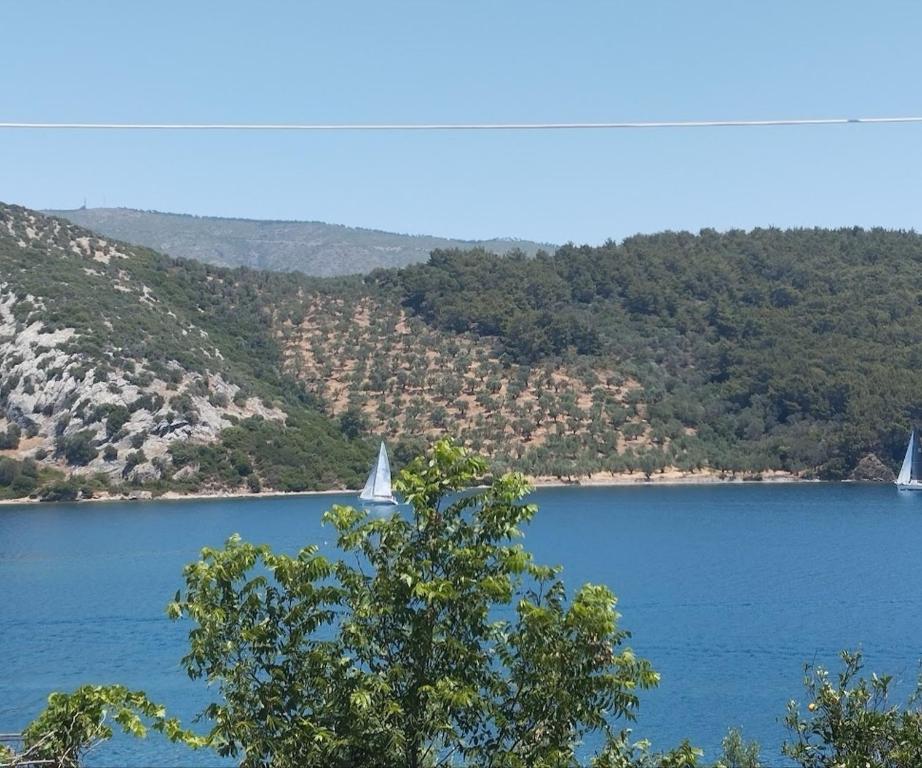 zwei Segelboote auf einem großen blauen See mit Bäumen in der Unterkunft Pansofia in Gera