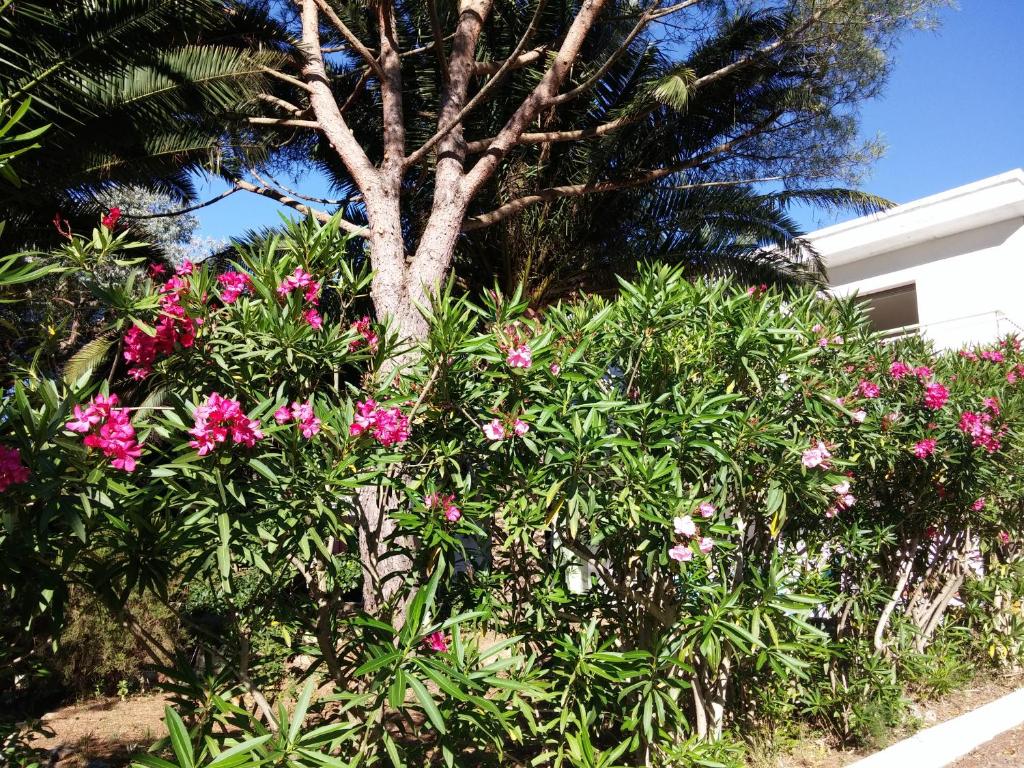 ラ・クロワ・ヴァルメにあるGigaroの花の木前にピンクの花を咲かせる茂み