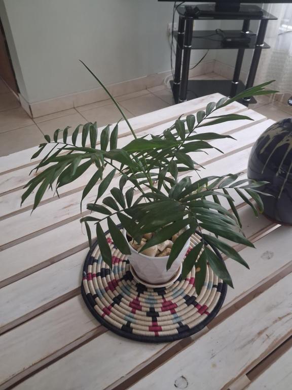 a potted plant sitting on top of a table at LAVENDER Residence Arusha in Arusha