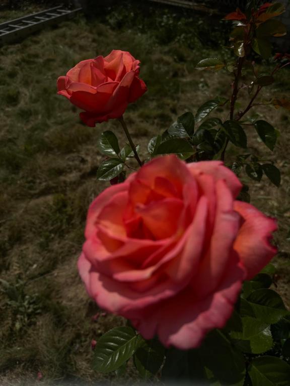 two red roses in a vase on a plant at Secret Garden Room in Bełchatów