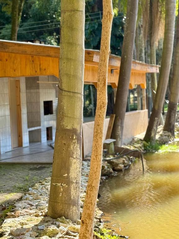 eine Gruppe von Palmen vor einem Gebäude in der Unterkunft Chácara Cidade da Divina Misericórdia in Araucária