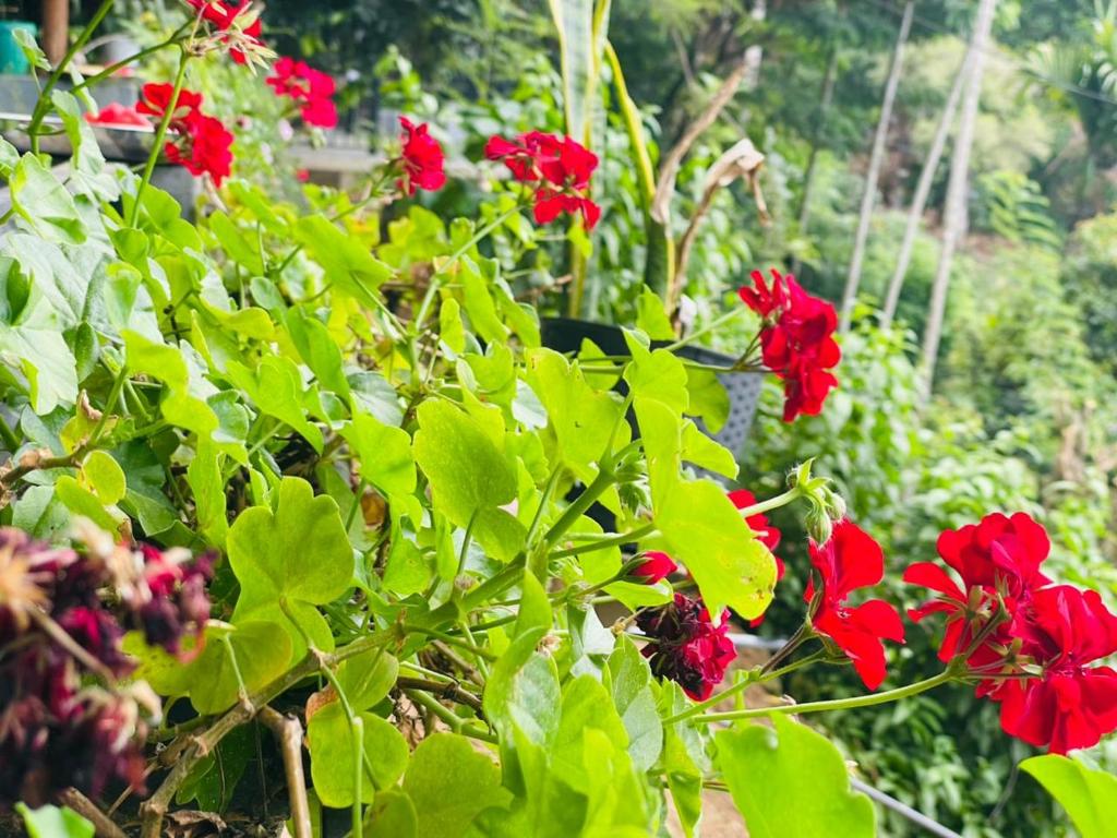 meditation monastery stay - 7