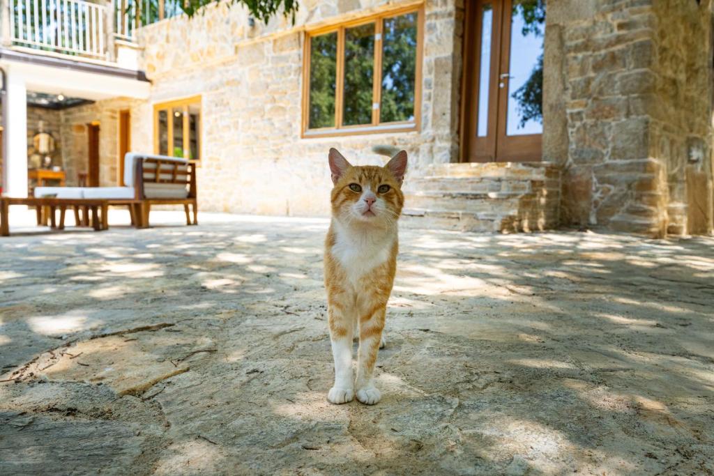 an orange and white cat standing in front of a building at Villa Pueblo Karin in Gornji Karin