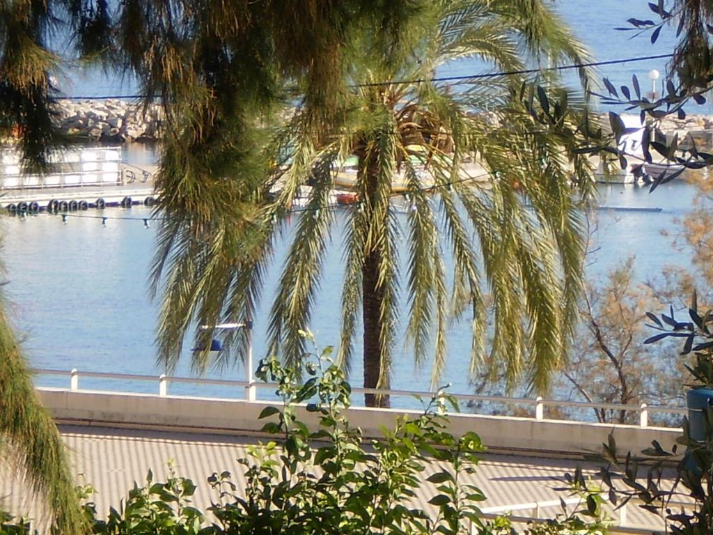 マントンにあるSquare Victoriaの水辺の建物に吊るされたヤシの木