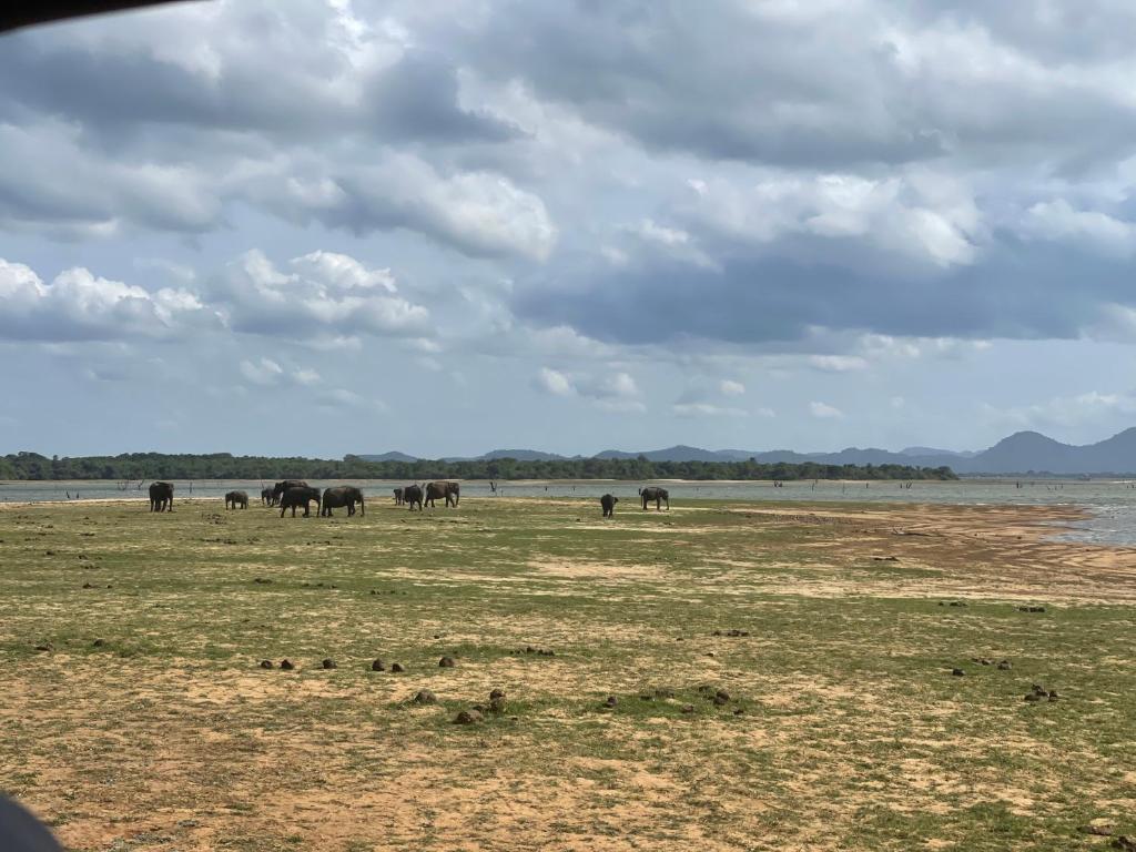 Amba Kola Udawalawa - 18