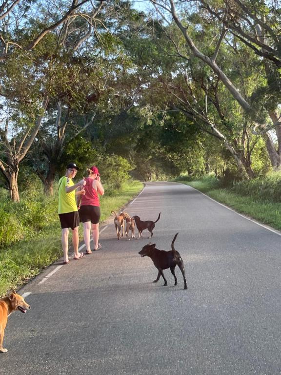 Amba Kola Udawalawa - 17