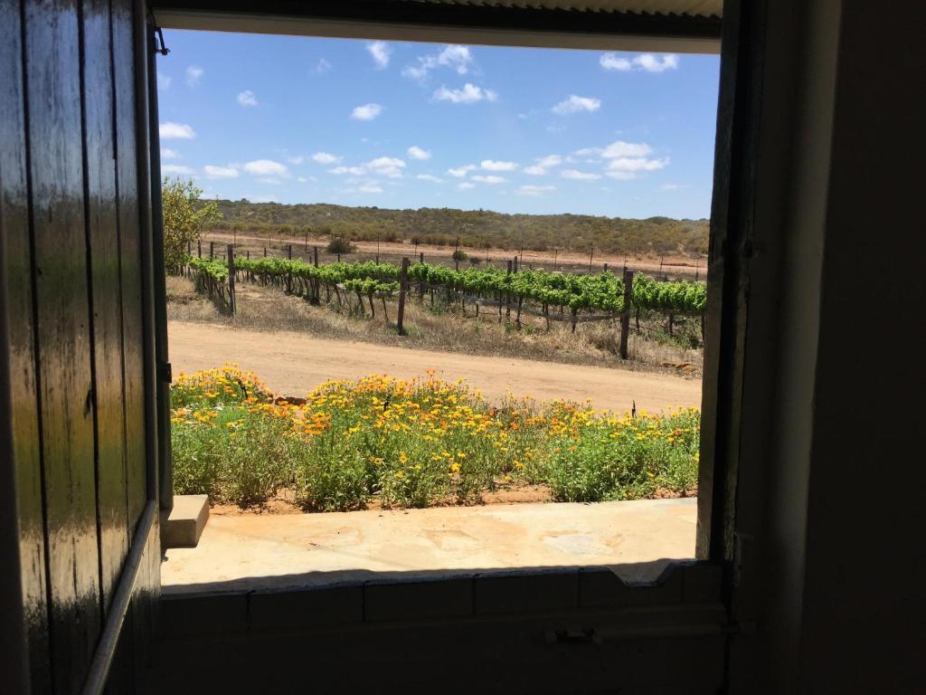 an open window looking out at a field of flowers at Kookfontein Farm Cottages in Lambertʼs Bay