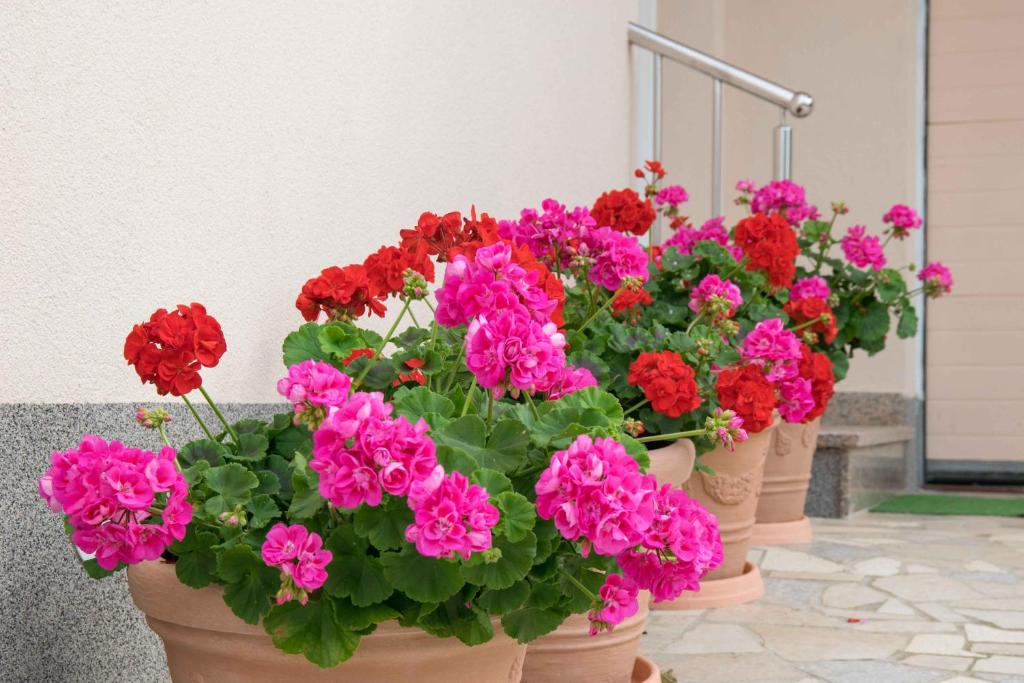 Zahrada ubytování Apartments Hortensia