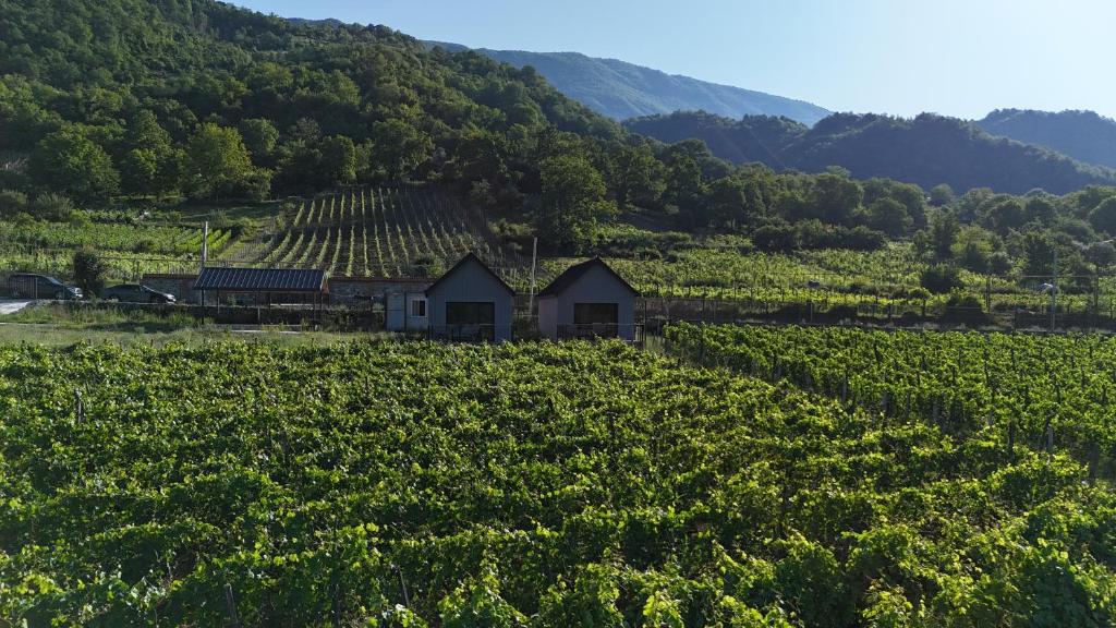 a farmhouse in a vineyard with mountains in the background at Tsiskari Cottages in Sadmeli