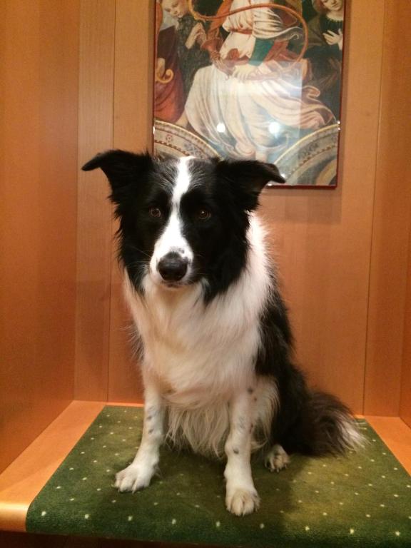 Zwierzęta zatrzymujące się w obiekcie Hotel Della Rotonda
