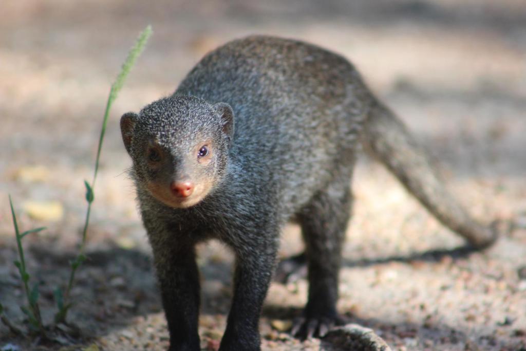 un pequeño animal está parado en el suelo en Cottage On Naboom, en Marloth Park