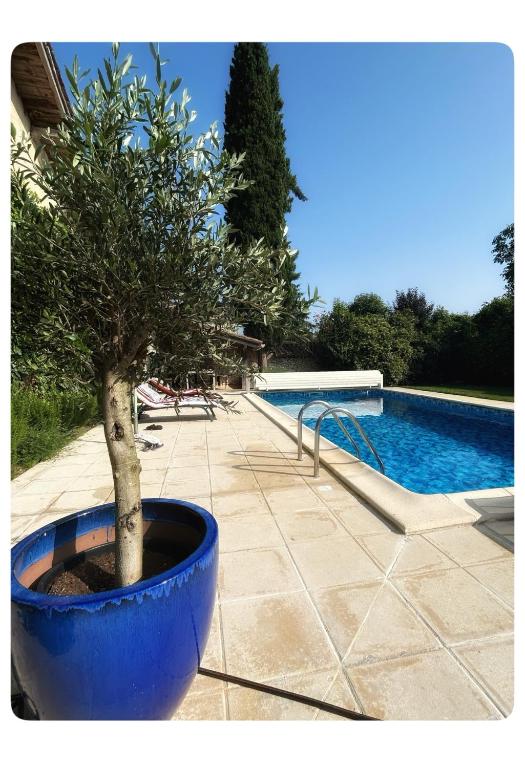 un arbre dans un pot bleu à côté d'une piscine dans l'établissement House Perigourdine ex former diligence relay, à Falgueyrat
