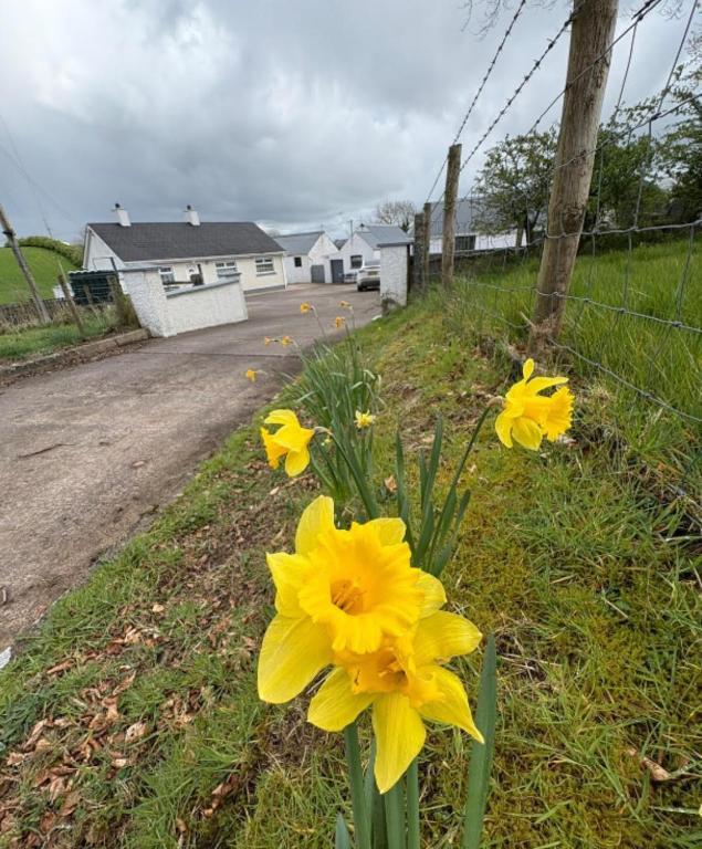 a bunch of yellow flowers in the grass at Ma Monaghan's Cosy Cottage County Tyrone in Pomeroy