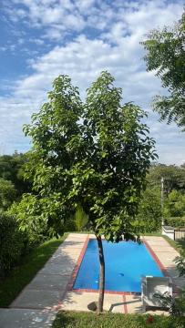 un arbre en face d'une piscine dans l'établissement Casa quinta con psicina, à Estación El Salto