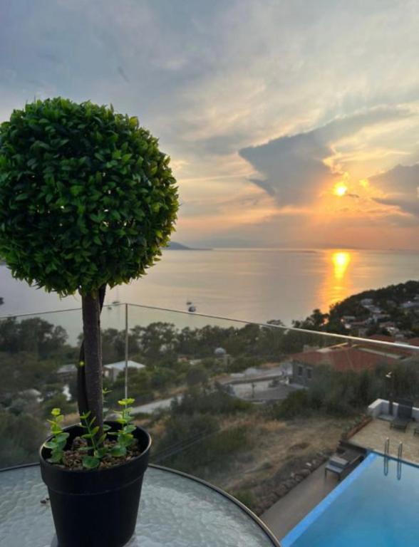 a potted tree sitting on a glass table with the sunset at Casa MareLuna in Egina