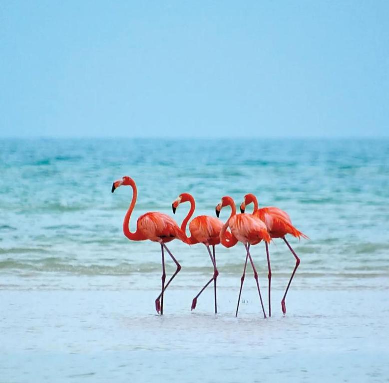 a group of flamingos walking in the water on the beach at Golden Hour 2BR Ocean View Apt in Holbox Island