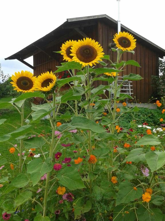 a field of sunflowers in front of a building at Ferienwohnung Wiesengrund in Überlingen