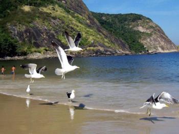 a flock of seagulls flying over the water on a beach at Paraiso de Itaipu in Itaipu