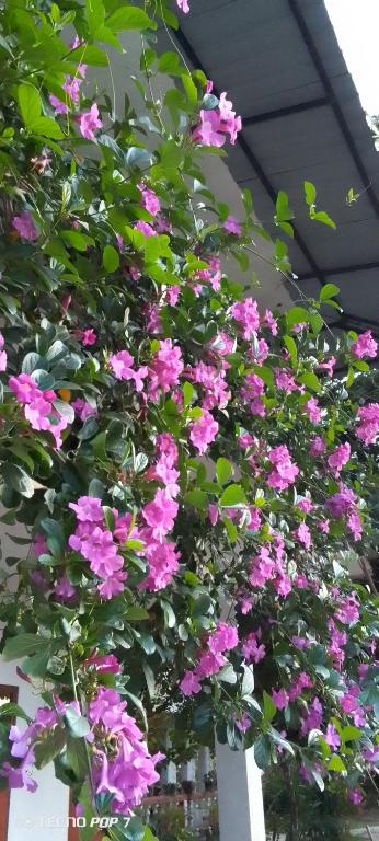 Charming View Homestay - 11