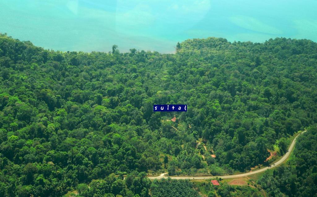 Vue de tête d'une route au milieu d'une forêt dans l'établissement Suital Lodge, à Mogos