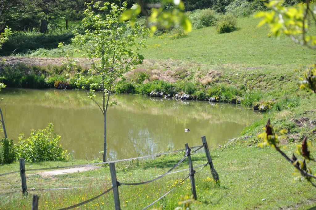 a pond with a tree in the middle of a field at La Bergerie in Pollionnay