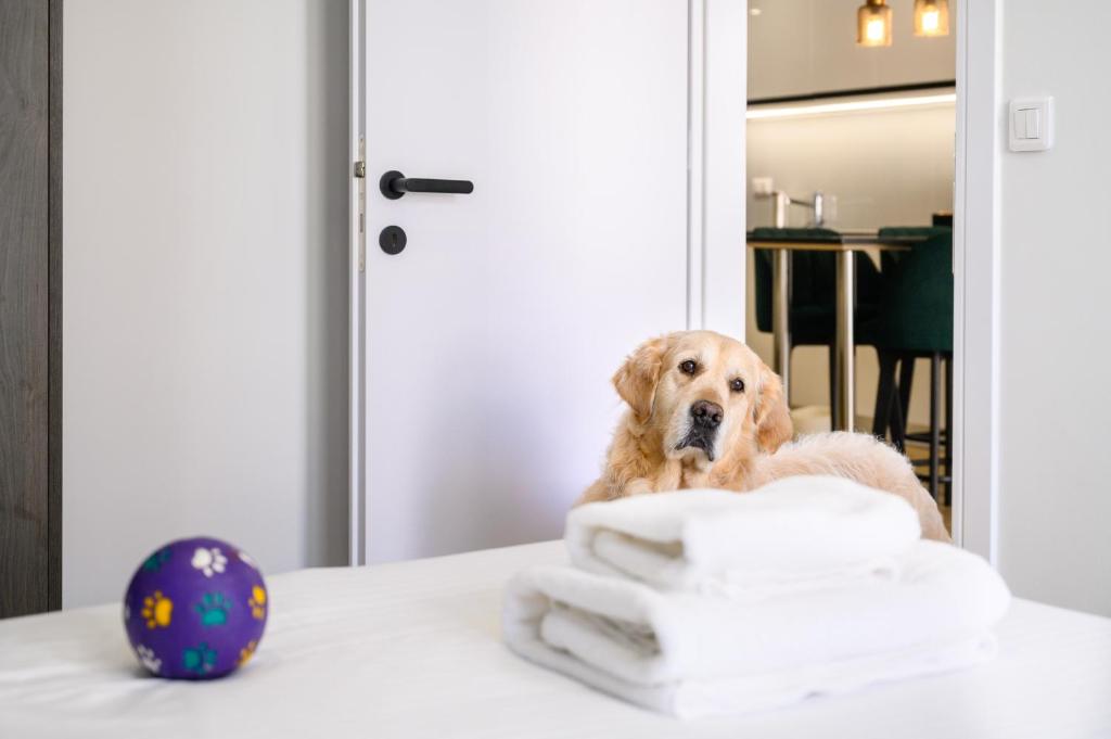 Hestia - Dimitressa 4 - 13