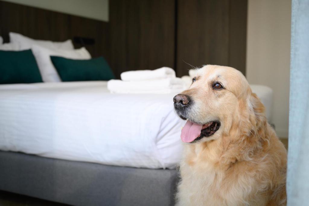 Hestia - Dimitressa 4 - 12