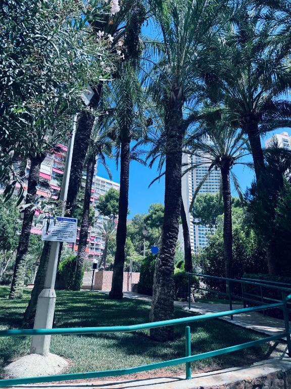 a group of palm trees in a park at Araya Apartments in Benidorm