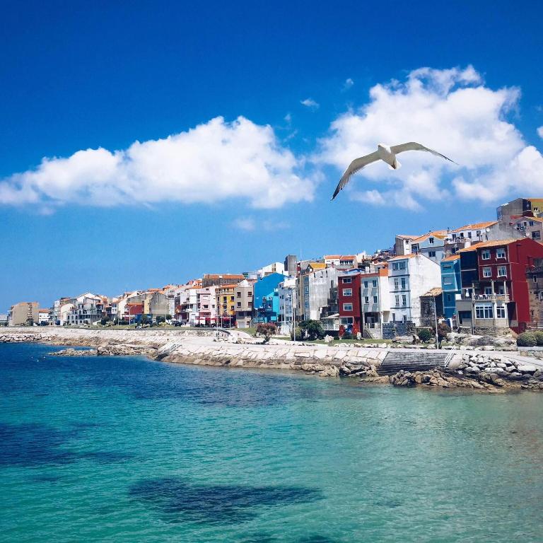 a seagull flying over the water near a beach at Camino Portugués Apartamentos in A Guarda